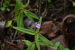 Impatiens mullaingiriensis